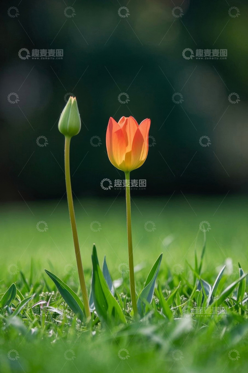 高清大图下载【趣麦麦图】草地上盛开的橙色郁金香