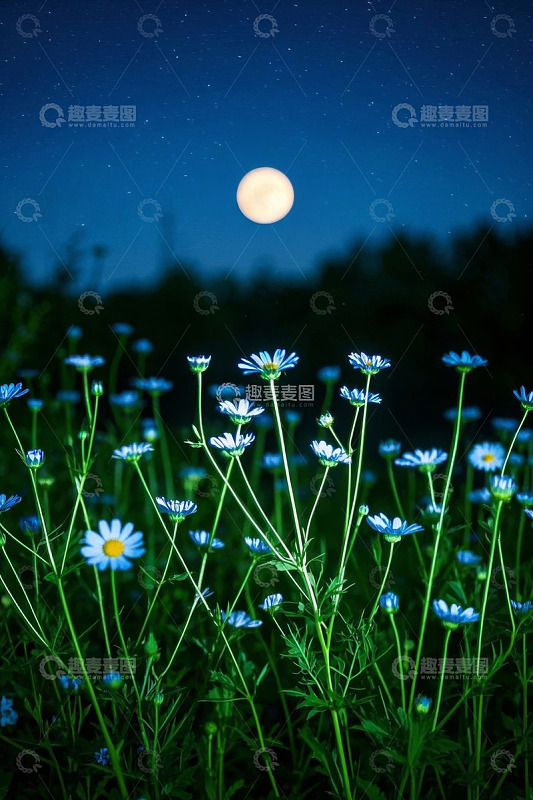 月夜下绽放的蓝色雏菊