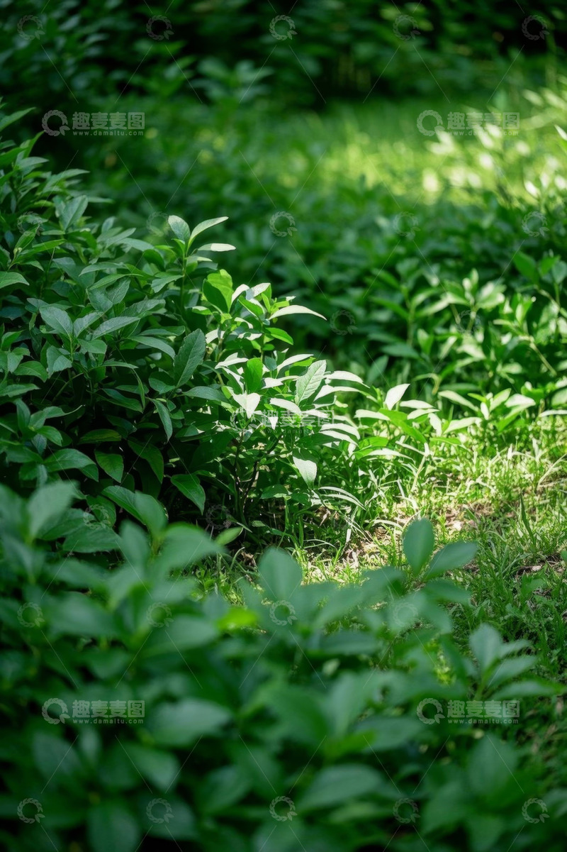 高清大图下载【趣麦麦图】阳光下的绿色植物景观