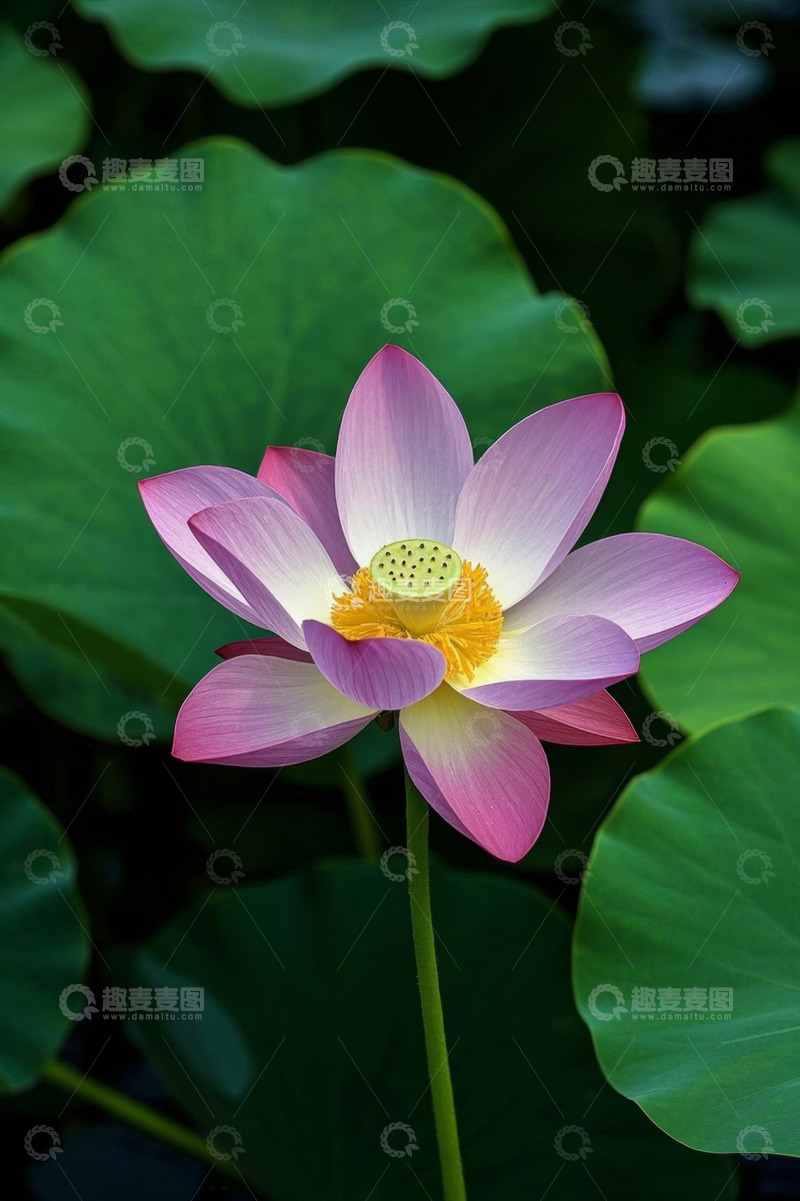 高清大图下载【趣麦麦图】盛开的荷花与荷叶特写