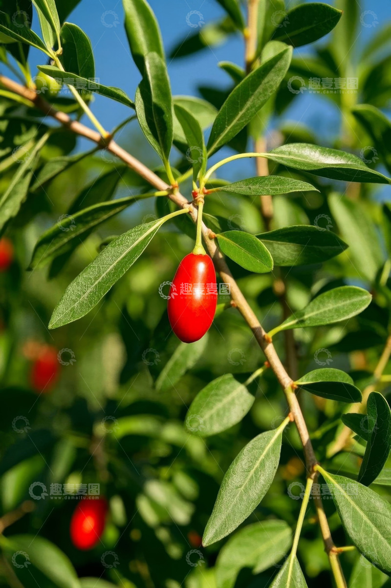 高清大图下载【趣麦麦图】枝头红枸杞特写