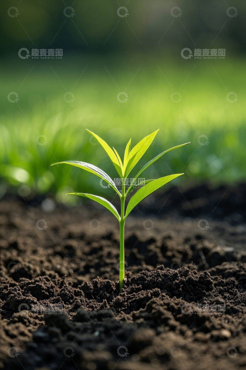 高清大图下载【趣麦麦图】破土而出的嫩绿植物