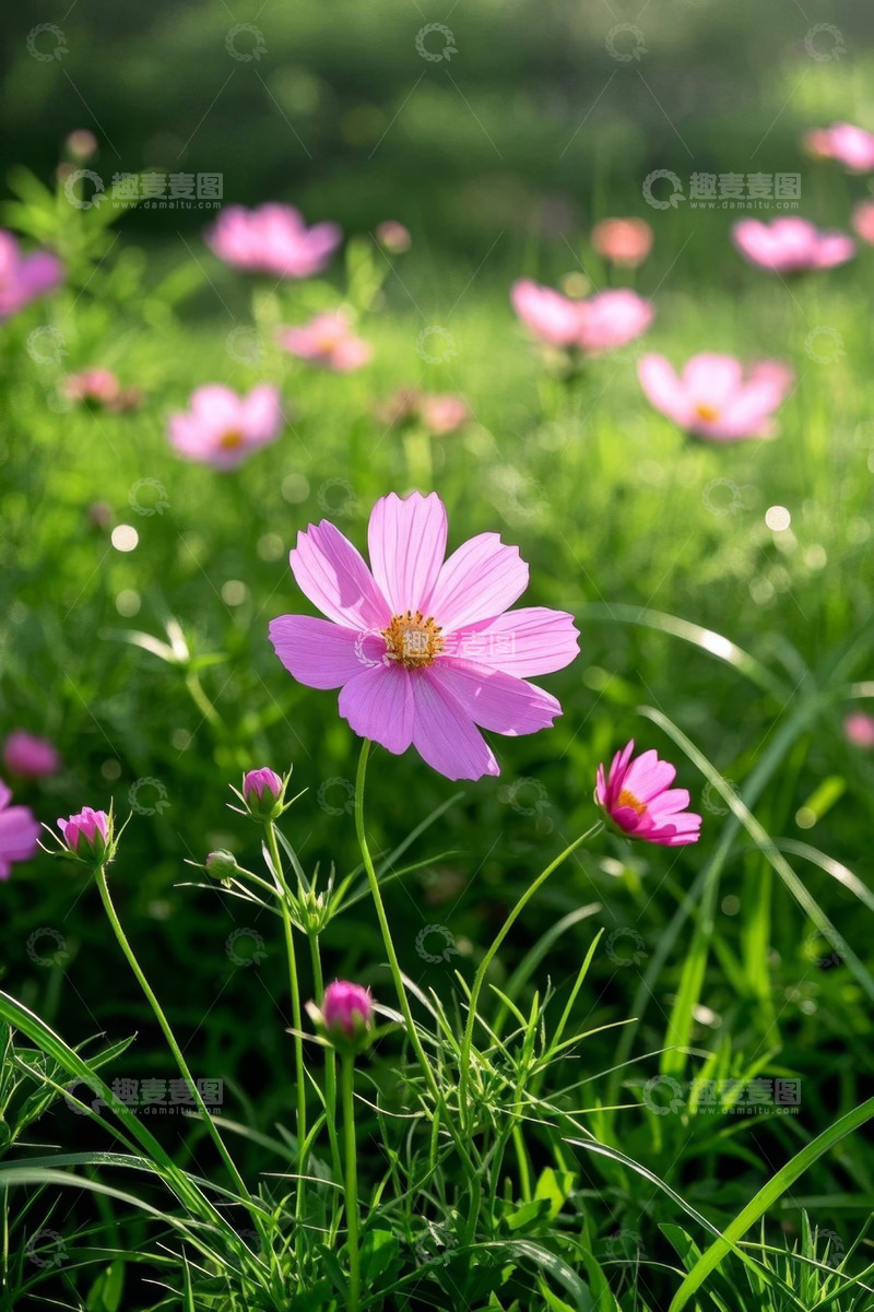 高清大图下载【趣麦麦图】户外粉色格桑花自然风光