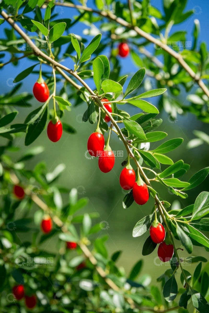 高清大图下载【趣麦麦图】枝头成熟的红枸杞