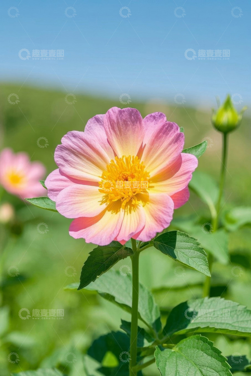 高清大图下载【趣麦麦图】粉色花朵特写