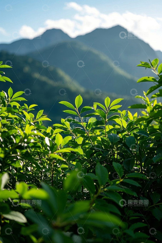 山间绿叶与远处山峦景致