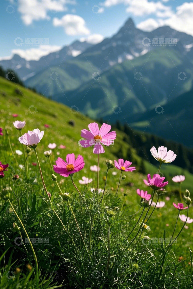 高清大图下载【趣麦麦图】山坡上盛开的野花与远山景观