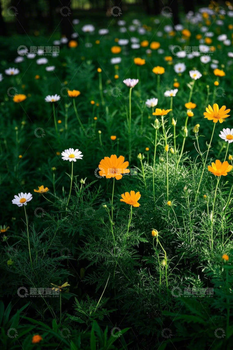 高清大图下载【趣麦麦图】野外盛开的黄色白色花卉