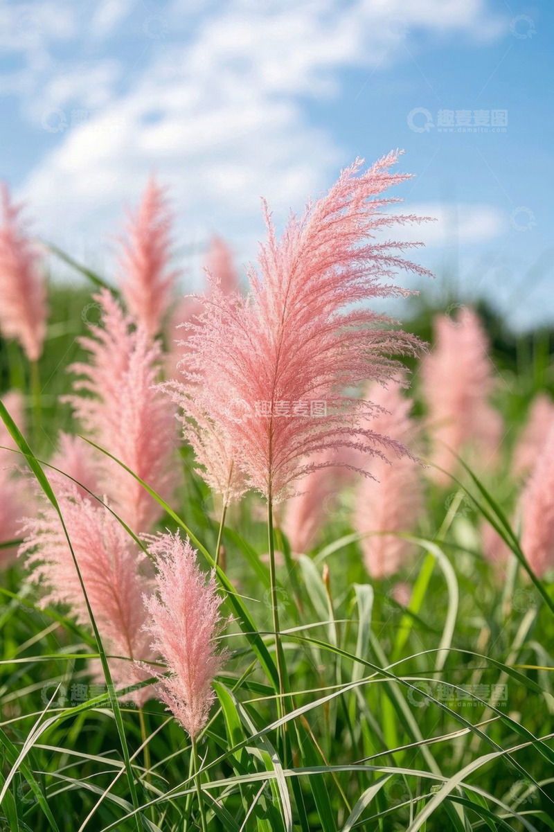 高清大图下载【趣麦麦图】户外粉色芦苇与绿草景观