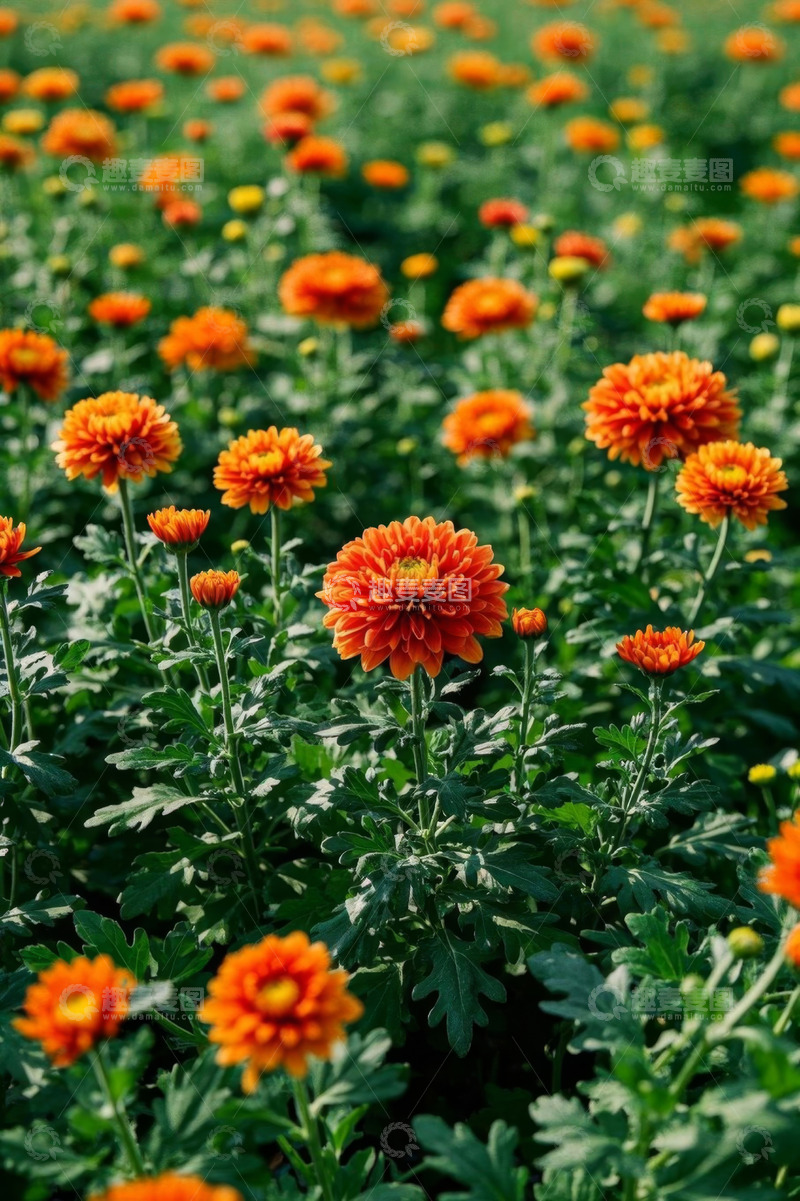 高清大图下载【趣麦麦图】橙色菊花盛开的花卉景观