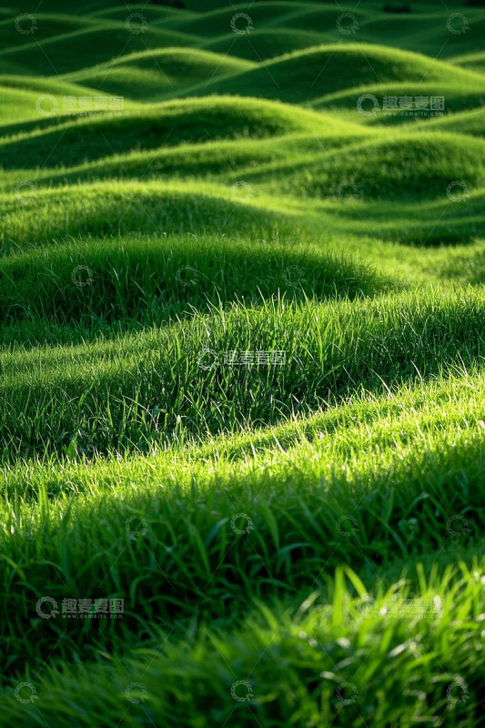 起伏的绿色草地自然风光