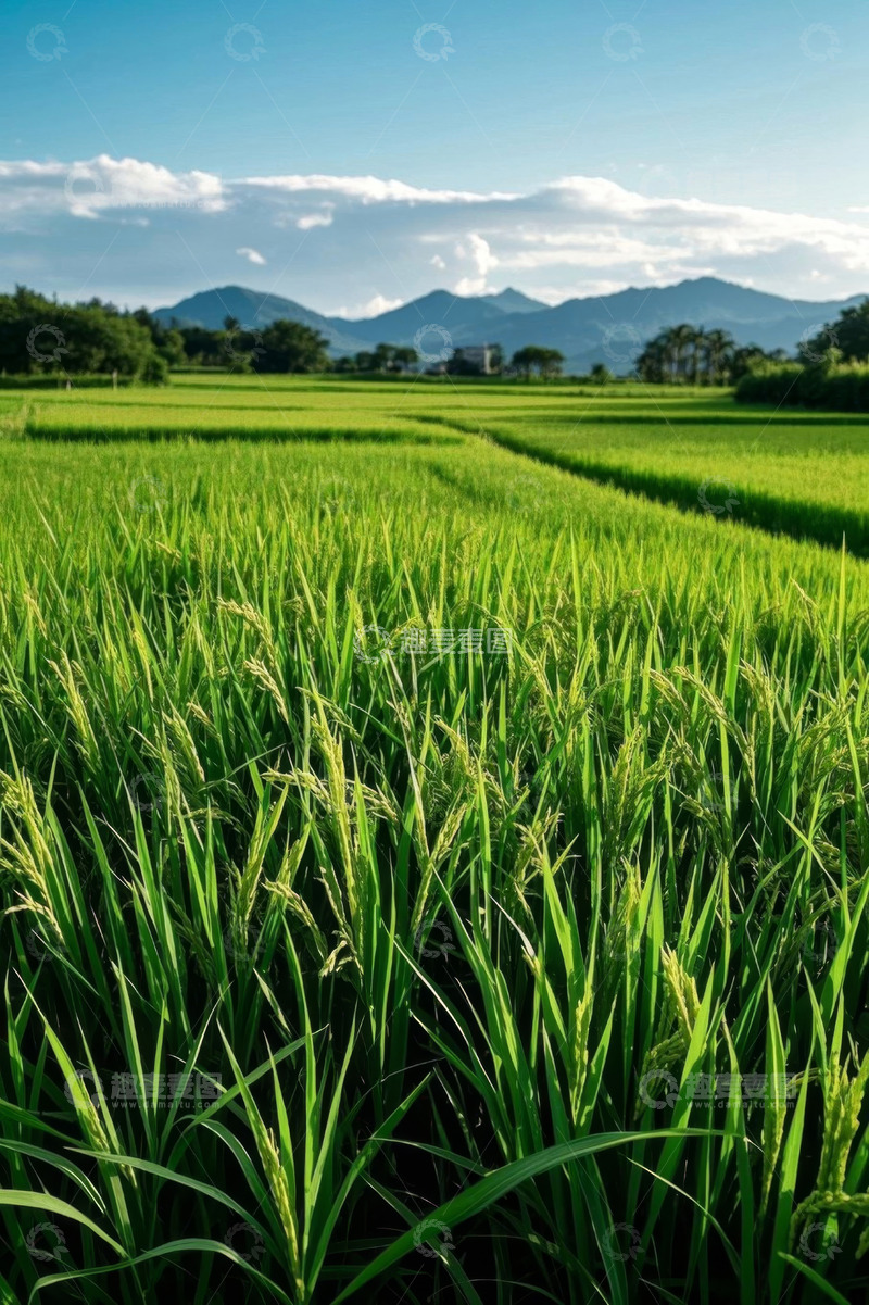 高清大图下载【趣麦麦图】绿色稻田与远山自然风光