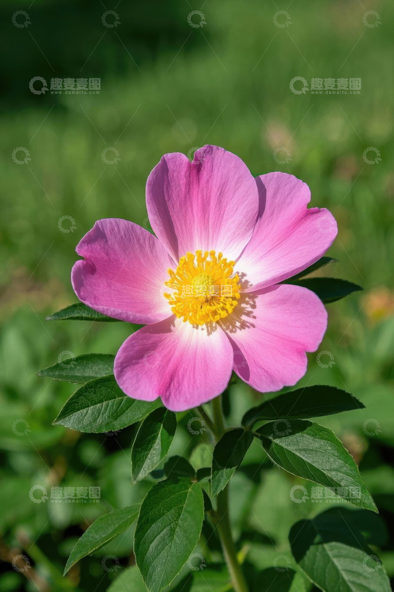 高清大图下载【趣麦麦图】粉色花朵特写自然素材