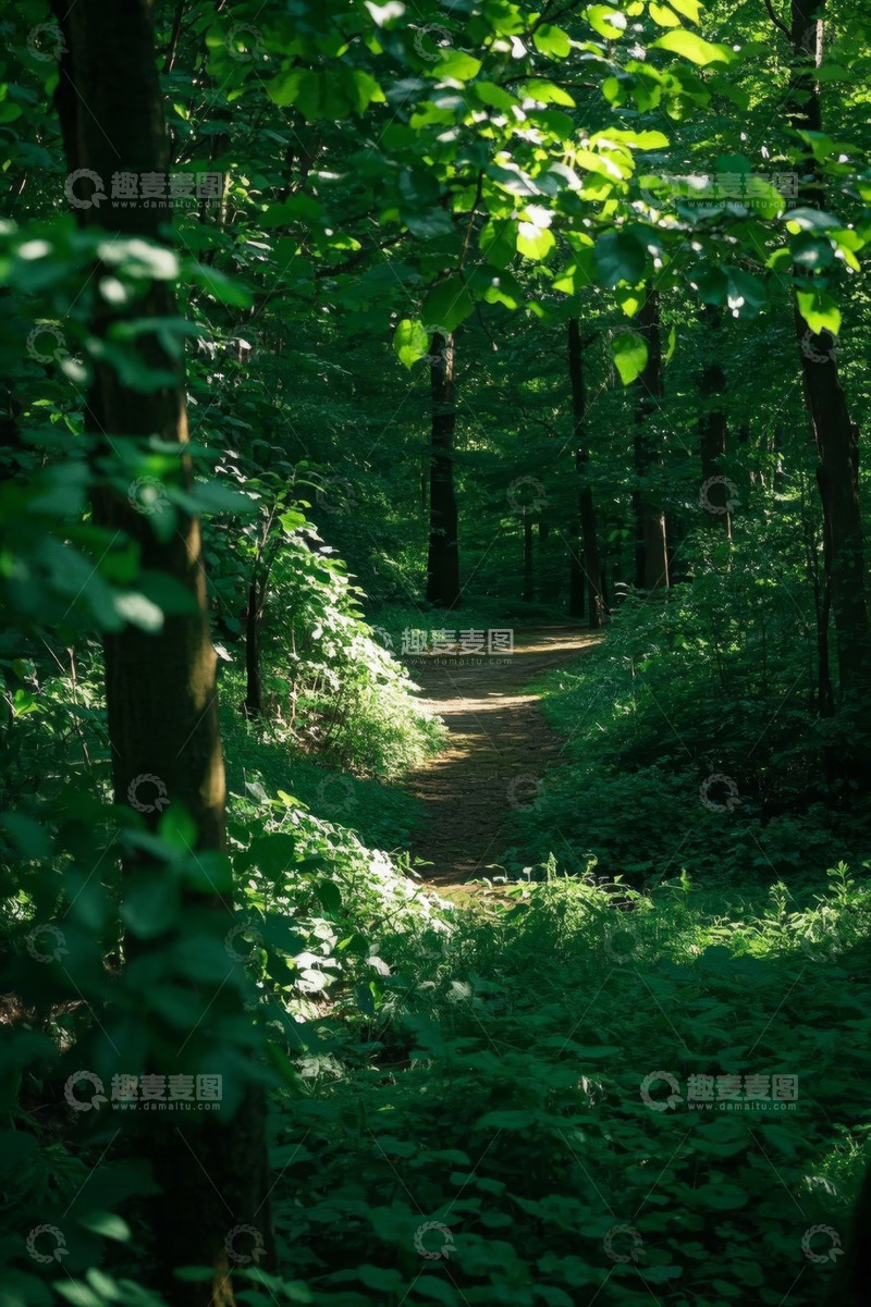 高清大图下载【趣麦麦图】林间小道自然风景