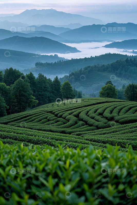 山间茶园自然风光