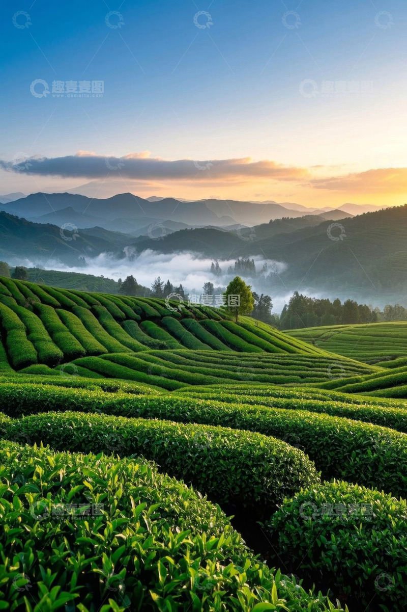 高清大图下载【趣麦麦图】山间茶园自然风光