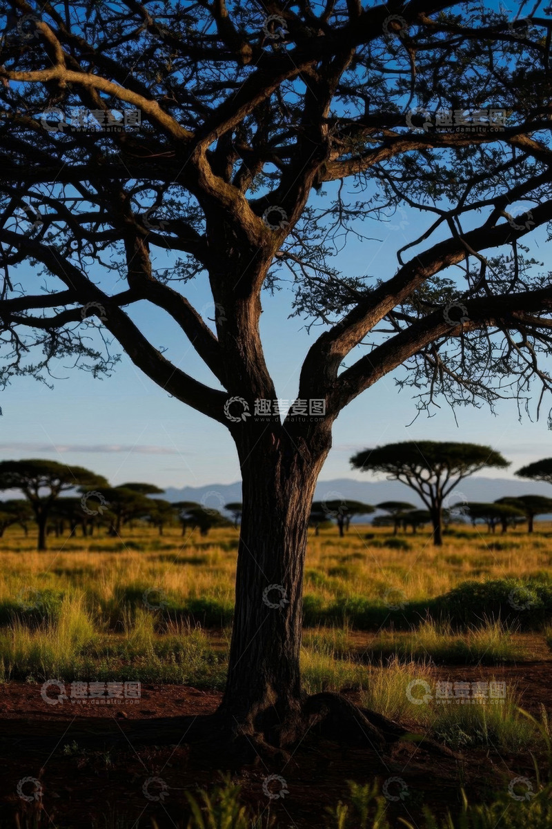 高清大图下载【趣麦麦图】非洲草原单棵树木风光