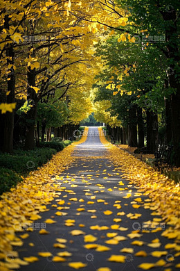 秋日落叶铺满的林间小路