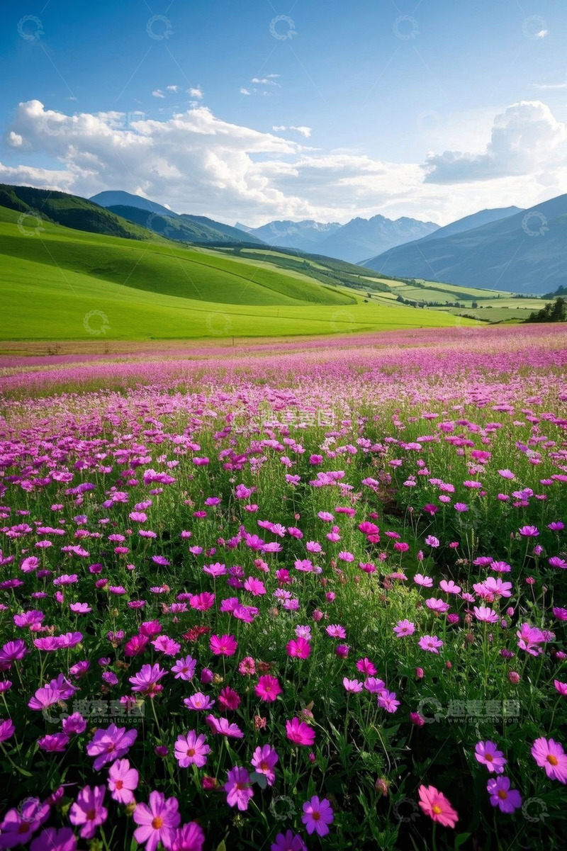 高清大图下载【趣麦麦图】草原上盛开的紫色花海