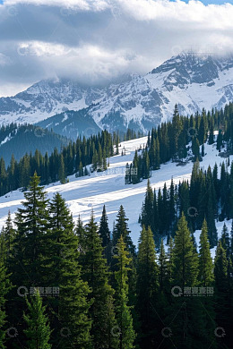 雪山下的森林自然景观