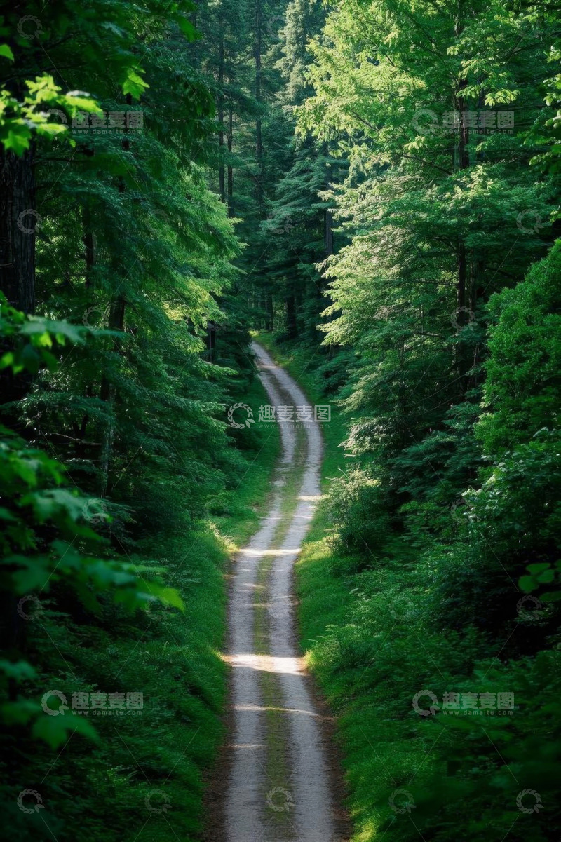 高清大图下载【趣麦麦图】森林中的蜿蜒小路
