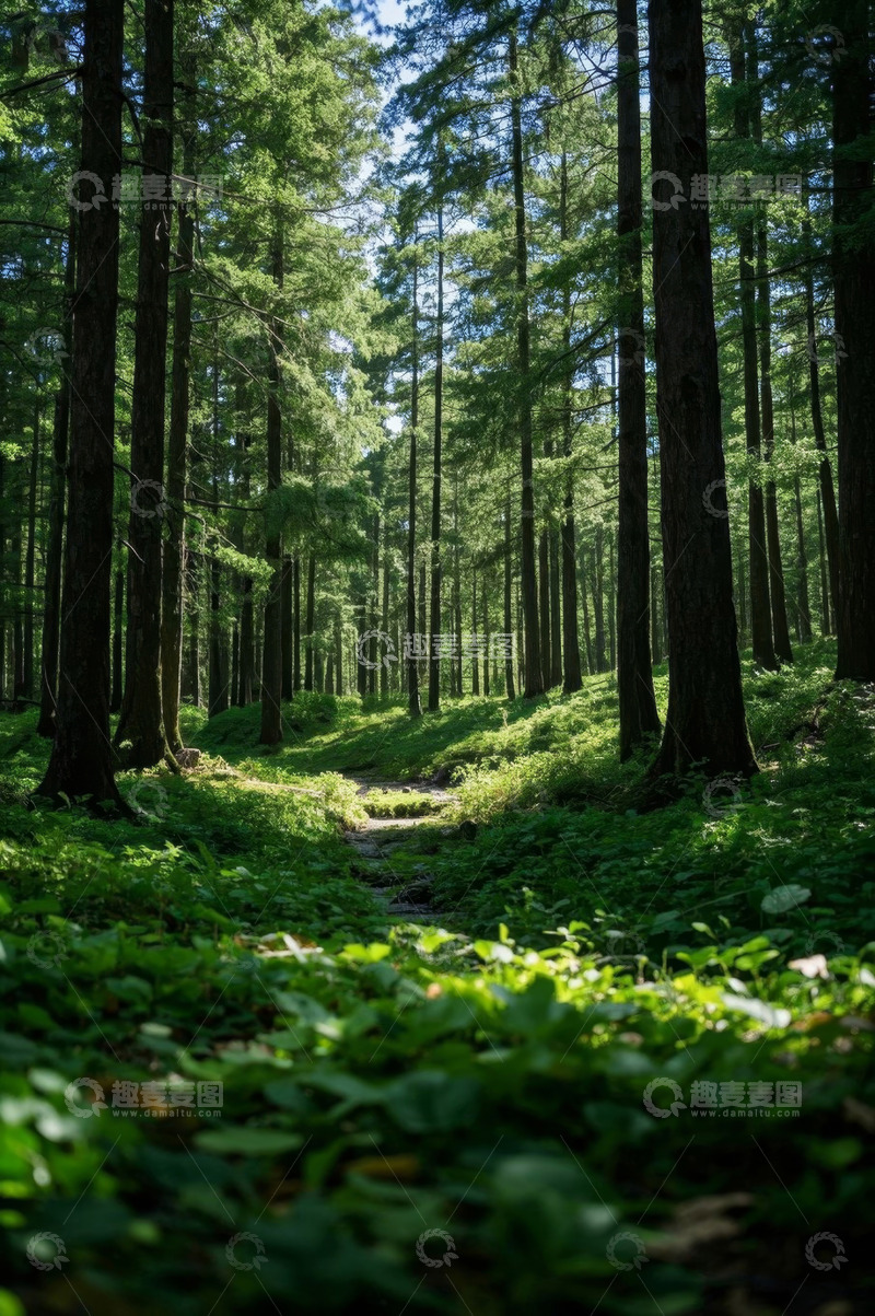 高清大图下载【趣麦麦图】茂密森林中的阳光小道