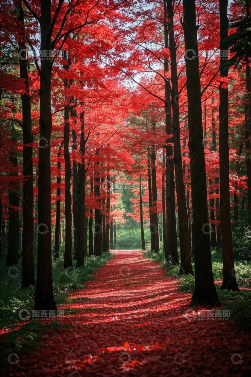 高清大图下载【趣麦麦图】秋日森林红色树木与落叶小径