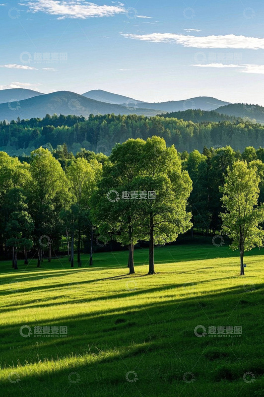 阳光照耀下的森林与草地景观