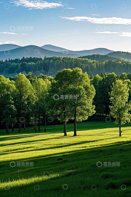 阳光照耀下的森林与草地景观