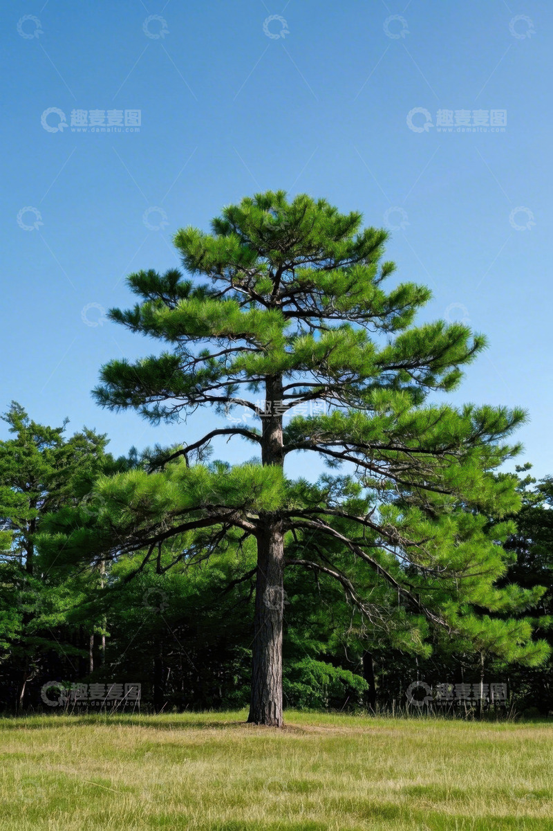 高清大图下载【趣麦麦图】草地中挺拔的松树