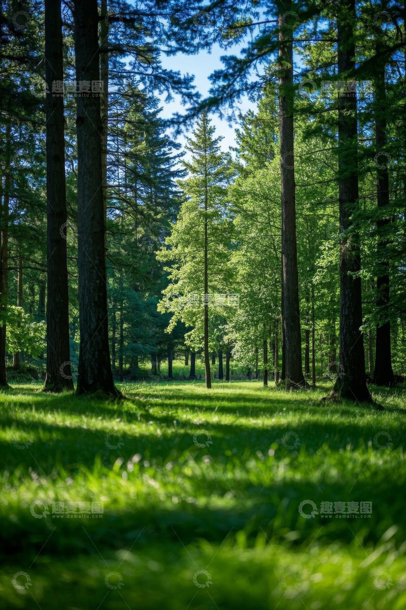 高清大图下载【趣麦麦图】阳光照耀下的森林景观