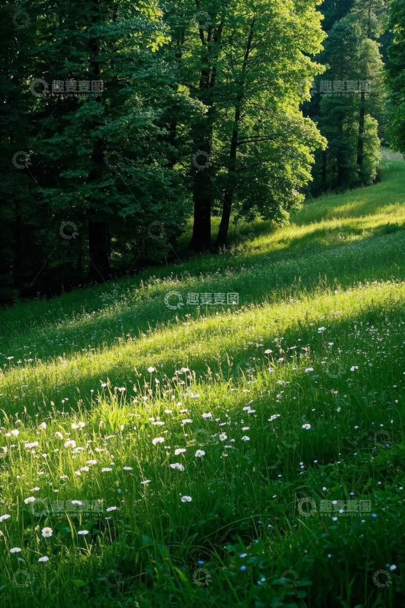 高清大图下载【趣麦麦图】阳光照耀下的森林草地风景