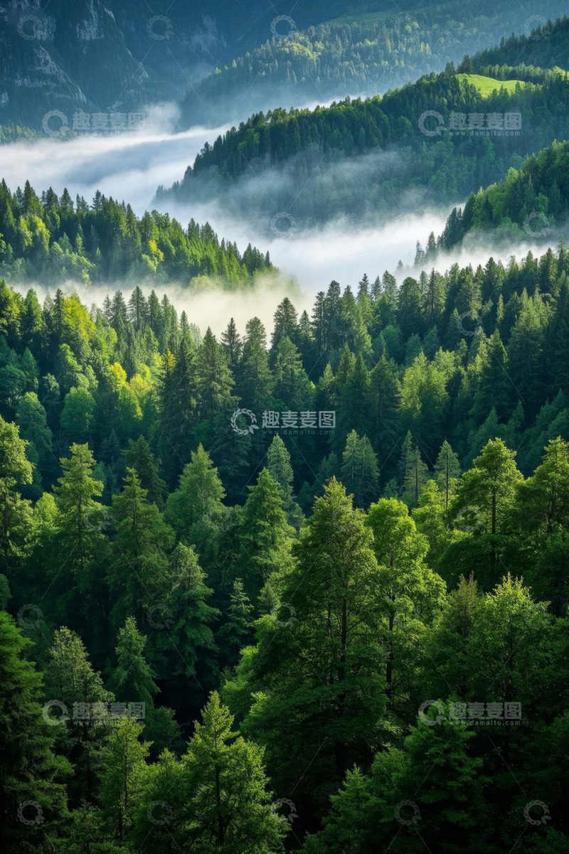 高清大图下载【趣麦麦图】山林间云雾缭绕的茂密森林