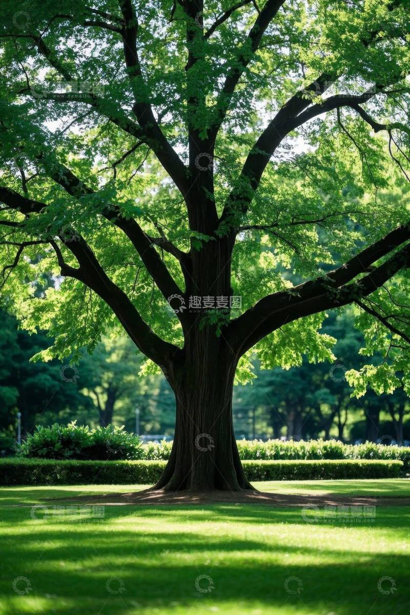 高清大图下载【趣麦麦图】阳光下公园中的茂盛大树