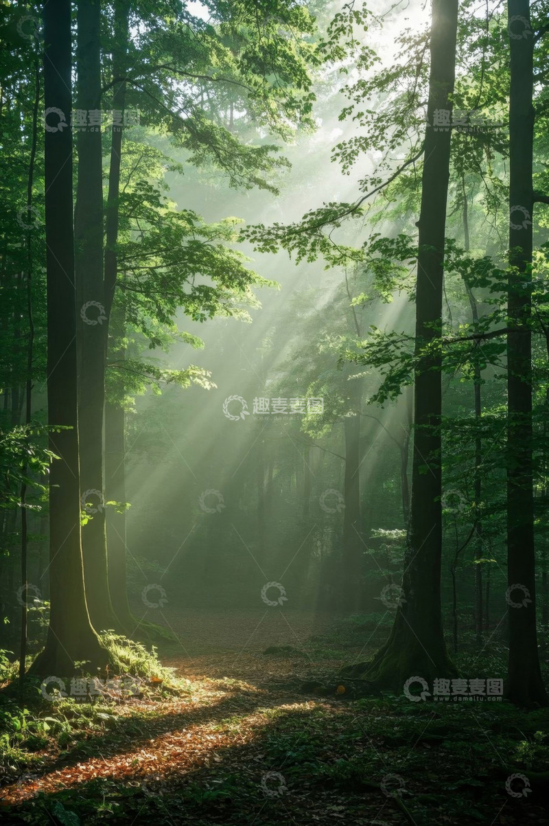 高清大图下载【趣麦麦图】阳光照耀下的茂密森林