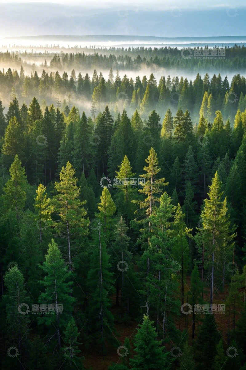 高清大图下载【趣麦麦图】森林晨雾全景