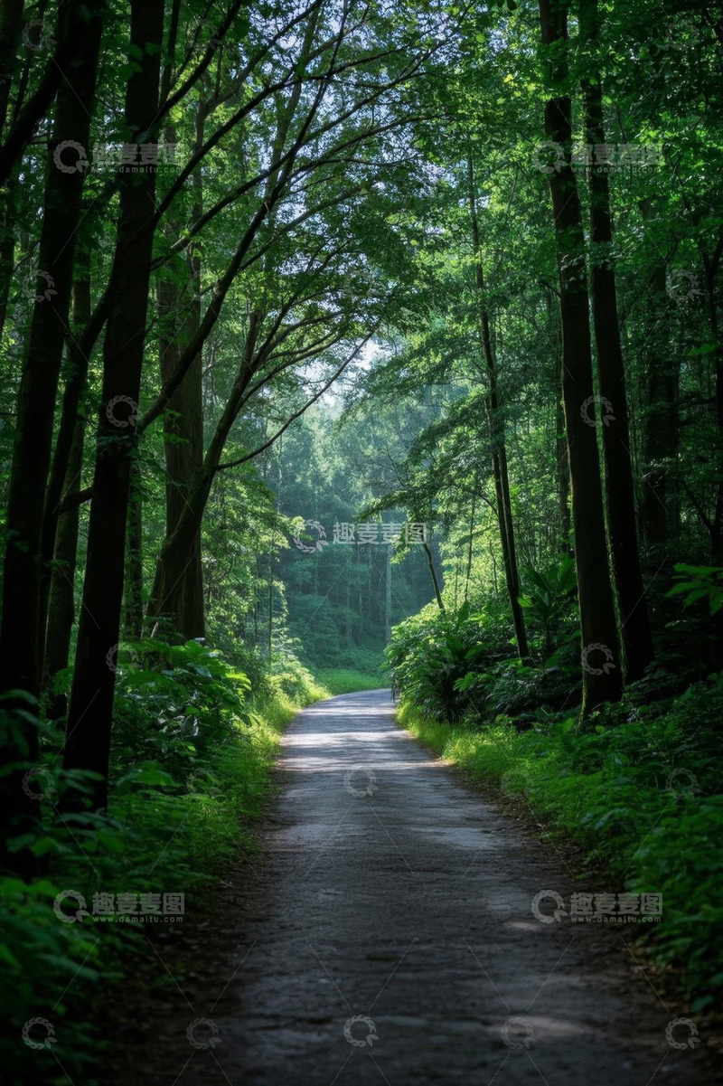 高清大图下载【趣麦麦图】林间小道自然风光