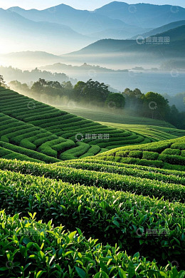 清晨山间的绿色茶园风光