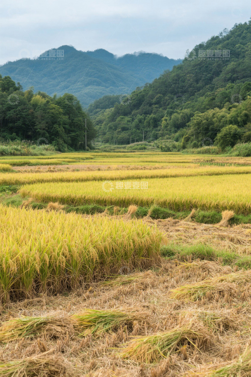 高清大图下载【趣麦麦图】田野间金黄稻田与远山景观