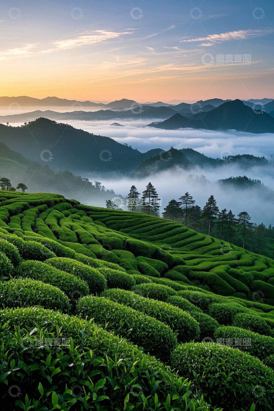 晨曦中云雾缭绕的茶园风光