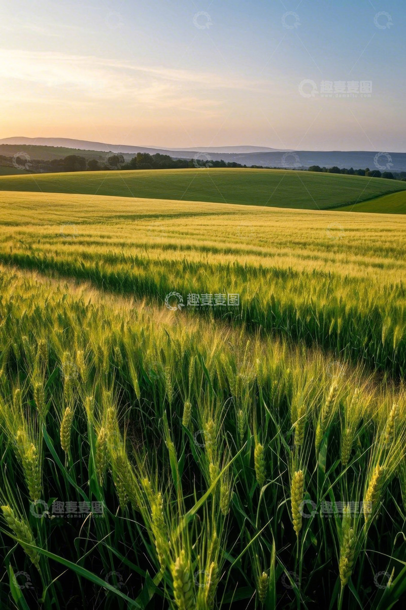 高清大图下载【趣麦麦图】广袤麦田与远处山峦景观