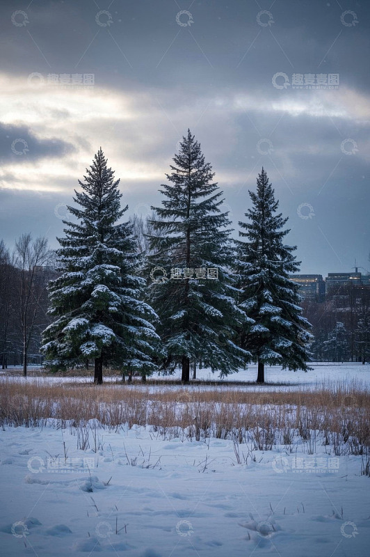 雪地中被雪覆盖的高大松树