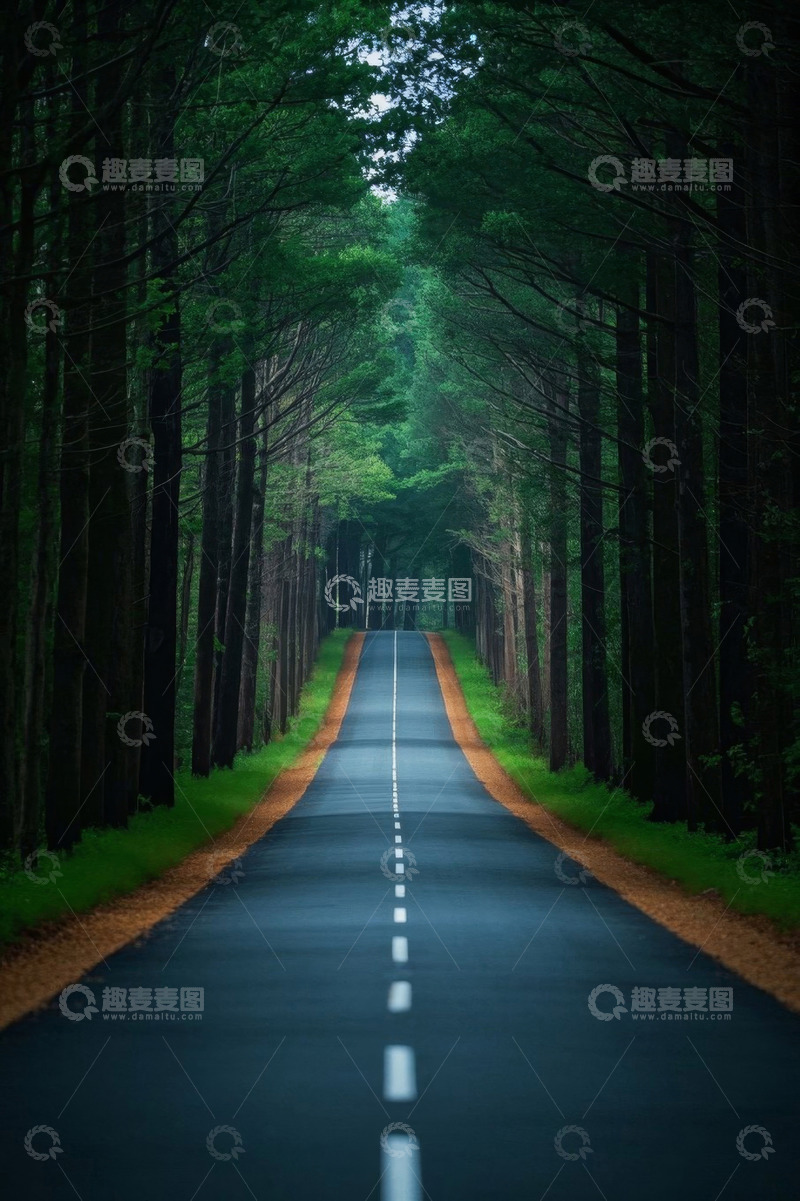 高清大图下载【趣麦麦图】森林中的柏油道路风景