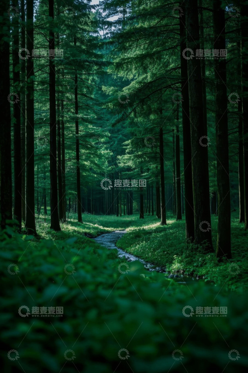 高清大图下载【趣麦麦图】森林中的蜿蜒小路