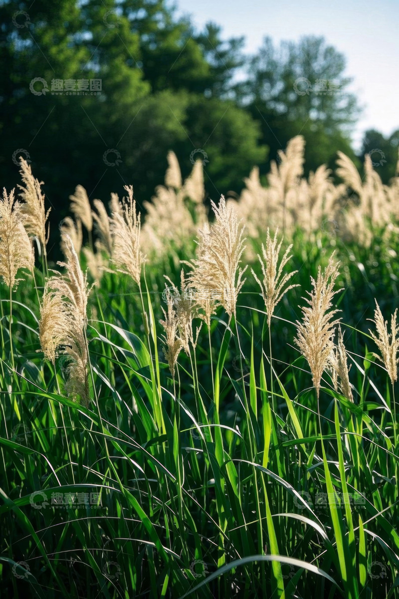 高清大图下载【趣麦麦图】户外阳光下的芦苇植物景观