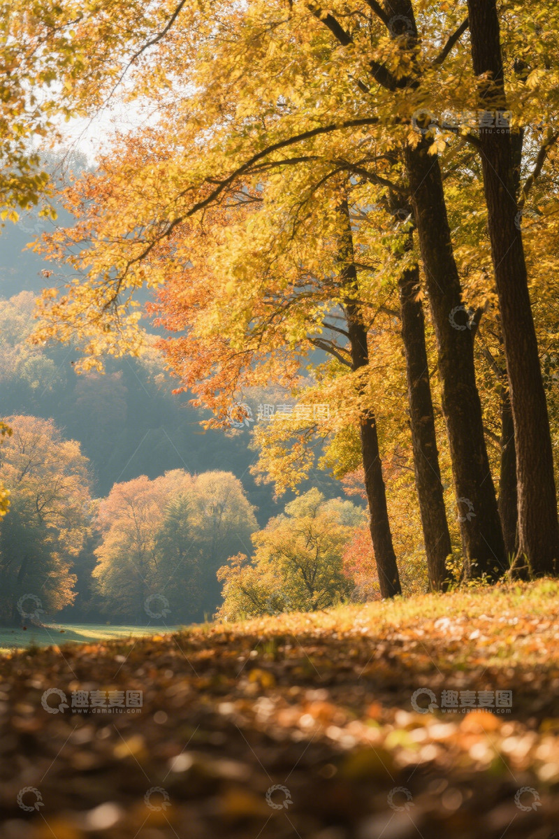 高清大图下载【趣麦麦图】秋日森林树木风景