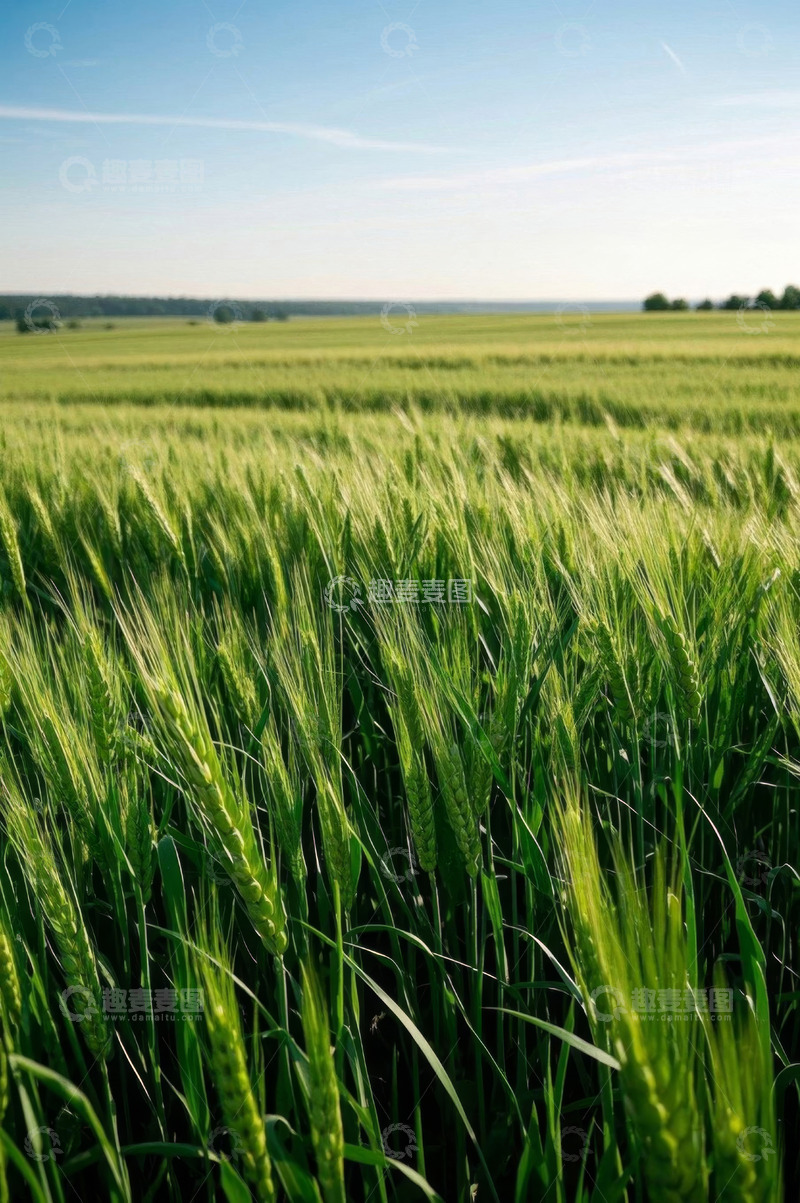 高清大图下载【趣麦麦图】绿色小麦田自然风光