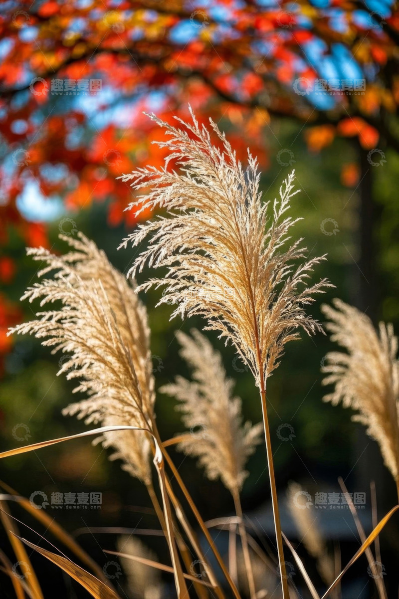 高清大图下载【趣麦麦图】秋日阳光下的芦苇与红叶