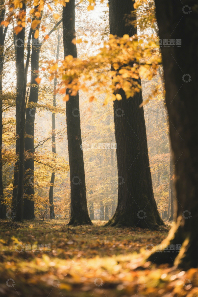 高清大图下载【趣麦麦图】秋日森林阳光斑驳景象