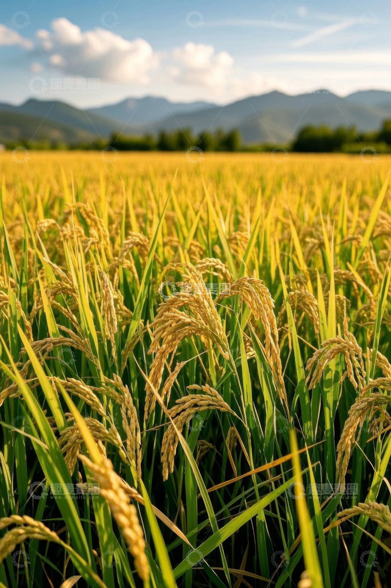 高清大图下载【趣麦麦图】金黄稻田与远处山峦风景